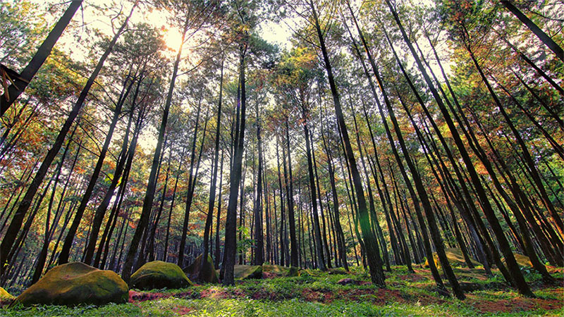 Mengenal Gunung Pancar, Suhu dan Vegetasi, Cerita Misteri, Harga Tiket Masuk, Aktifitas, Hotel Atau Penginapan, Rute Ke Lokasi Naik Motor, Tips Berlibur
