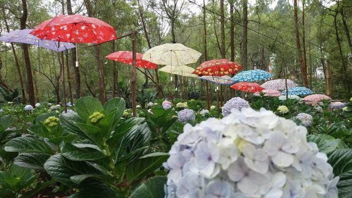 Mengenal Coban Talun, Rute Menuju Lokasi, Harga Tiket Masuk, Ada Apa Saja, Mengunjungi Taman Bunga, Penginapan Apache Camp, Rumah Pagupon, Fasilitas Yang Ada, Mitos Wana Wisata, Cukup Angker, Tips Liburan