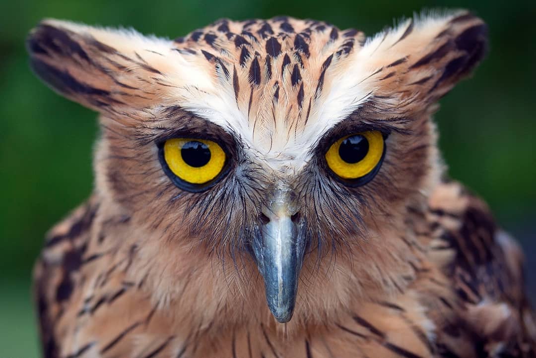 Mengenal Bali Bird Park, Letak dan Lokasi, Harga Tiket Masuk, Fasilitas Yang Ada, South America dan South Africa, Burung di Sumatra dan Borneo, Burung di Papua dan Jawa, Eksotisme Burung di Bali, Bali Rainforest dan Basic Instict, Pertunjukkan Avian 4D Theatre dan Komodo Experience, Guyu-Guyu Corner dan Papua Rainforest Feeding, Lory Feeding, Meet The Big Stars dan Pelican Feeding
