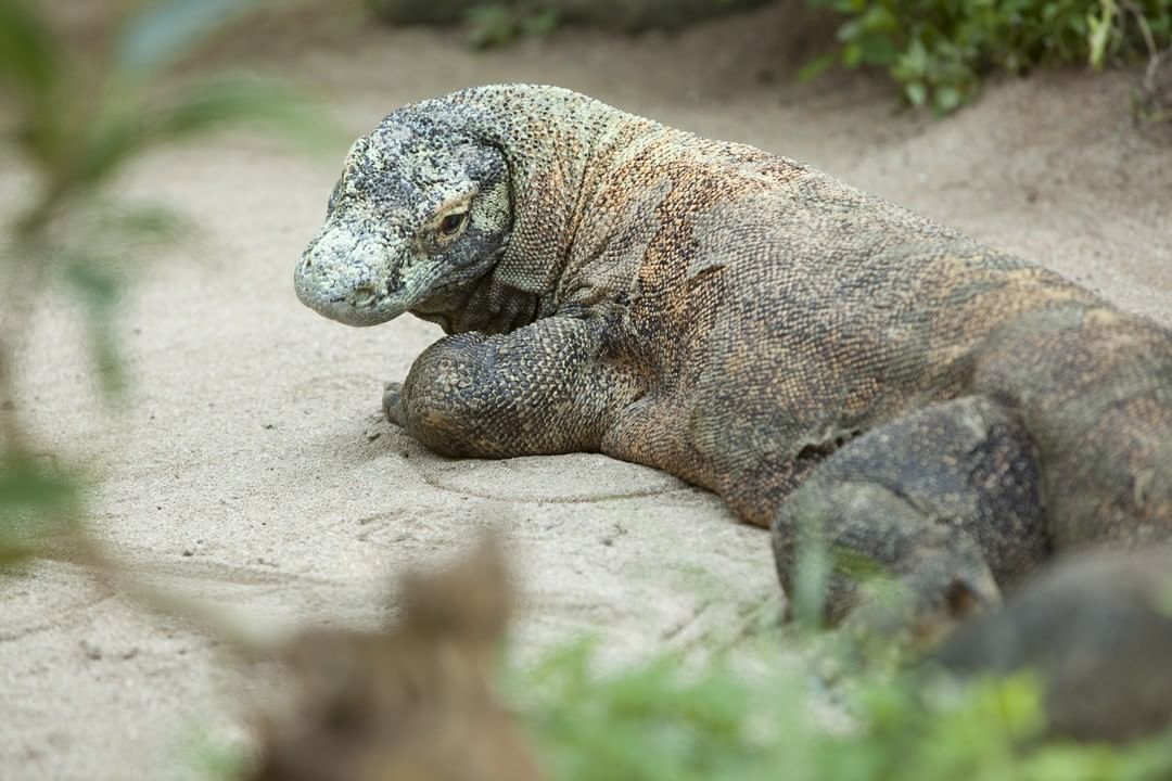 Mengenal Bali Bird Park, Letak dan Lokasi, Harga Tiket Masuk, Fasilitas Yang Ada, South America dan South Africa, Burung di Sumatra dan Borneo, Burung di Papua dan Jawa, Eksotisme Burung di Bali, Bali Rainforest dan Basic Instict, Pertunjukkan Avian 4D Theatre dan Komodo Experience, Guyu-Guyu Corner dan Papua Rainforest Feeding, Lory Feeding, Meet The Big Stars dan Pelican Feeding