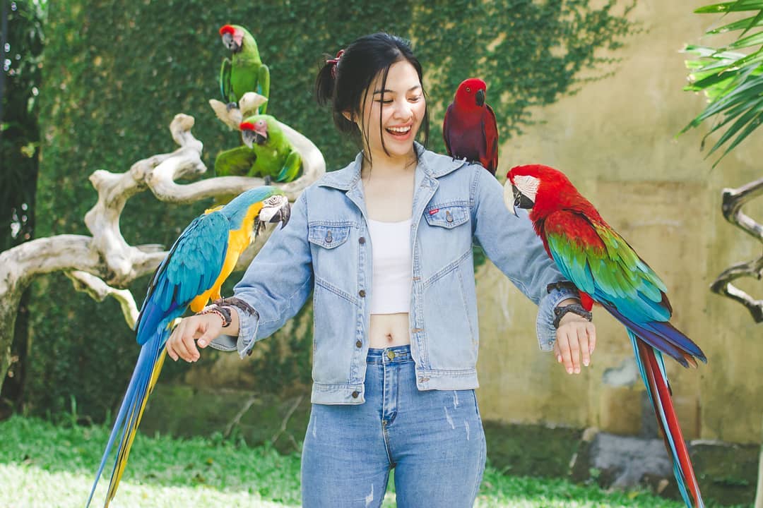 Mengenal Bali Bird Park, Letak dan Lokasi, Harga Tiket Masuk, Fasilitas Yang Ada, South America dan South Africa, Burung di Sumatra dan Borneo, Burung di Papua dan Jawa, Eksotisme Burung di Bali, Bali Rainforest dan Basic Instict, Pertunjukkan Avian 4D Theatre dan Komodo Experience, Guyu-Guyu Corner dan Papua Rainforest Feeding, Lory Feeding, Meet The Big Stars dan Pelican Feeding