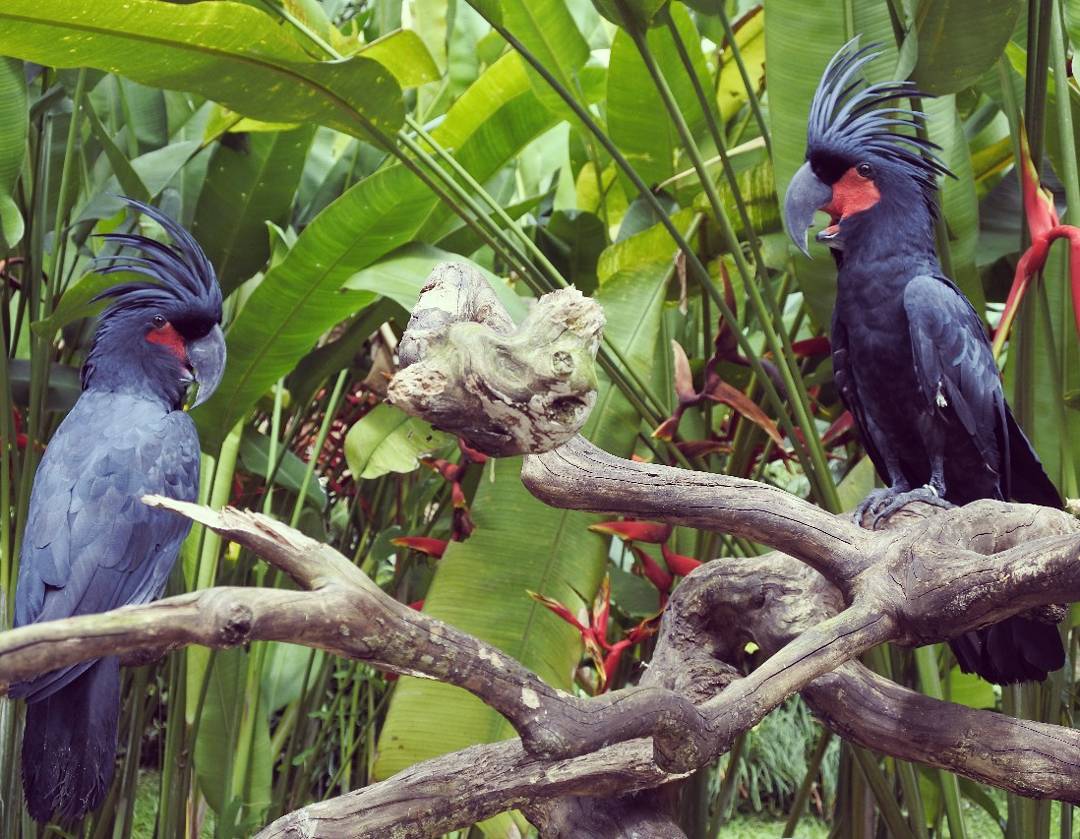 Mengenal Bali Bird Park, Letak dan Lokasi, Harga Tiket Masuk, Fasilitas Yang Ada, South America dan South Africa, Burung di Sumatra dan Borneo, Burung di Papua dan Jawa, Eksotisme Burung di Bali, Bali Rainforest dan Basic Instict, Pertunjukkan Avian 4D Theatre dan Komodo Experience, Guyu-Guyu Corner dan Papua Rainforest Feeding, Lory Feeding, Meet The Big Stars dan Pelican Feeding
