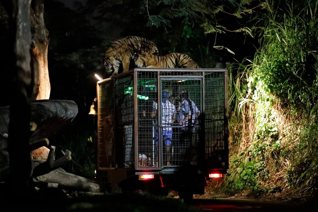 Mengenal Obyek, Keunikan Lokasi, Rute Menuju Lokasi, Menikmati Safari Journey, Bermain Air, Bermain di Area Fun Zone, Tsavo Lion Restaurant, Berkeliling Dengan Gajah, Berbagai Pertunjukkan, Fasilitas Yang Ada, Tips Liburan