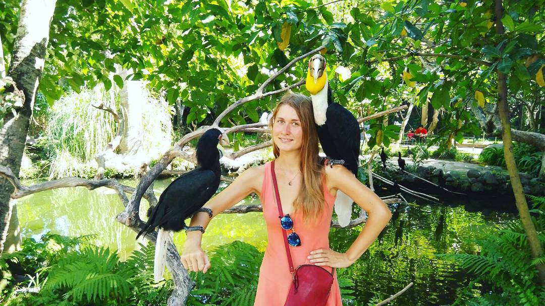 Mengenal Bali Bird Park, Letak dan Lokasi, Harga Tiket Masuk, Fasilitas Yang Ada, South America dan South Africa, Burung di Sumatra dan Borneo, Burung di Papua dan Jawa, Eksotisme Burung di Bali, Bali Rainforest dan Basic Instict, Pertunjukkan Avian 4D Theatre dan Komodo Experience, Guyu-Guyu Corner dan Papua Rainforest Feeding, Lory Feeding, Meet The Big Stars dan Pelican Feeding
