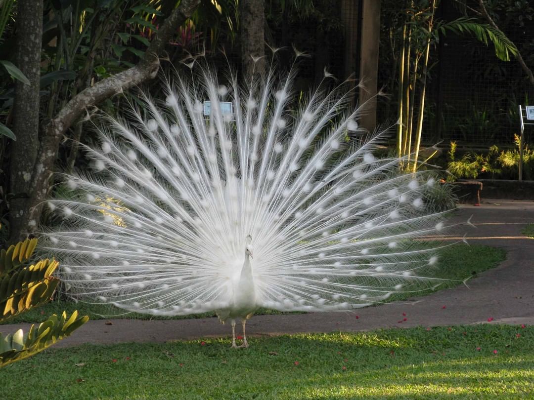 Mengenal Bali Bird Park, Letak dan Lokasi, Harga Tiket Masuk, Fasilitas Yang Ada, South America dan South Africa, Burung di Sumatra dan Borneo, Burung di Papua dan Jawa, Eksotisme Burung di Bali, Bali Rainforest dan Basic Instict, Pertunjukkan Avian 4D Theatre dan Komodo Experience, Guyu-Guyu Corner dan Papua Rainforest Feeding, Lory Feeding, Meet The Big Stars dan Pelican Feeding