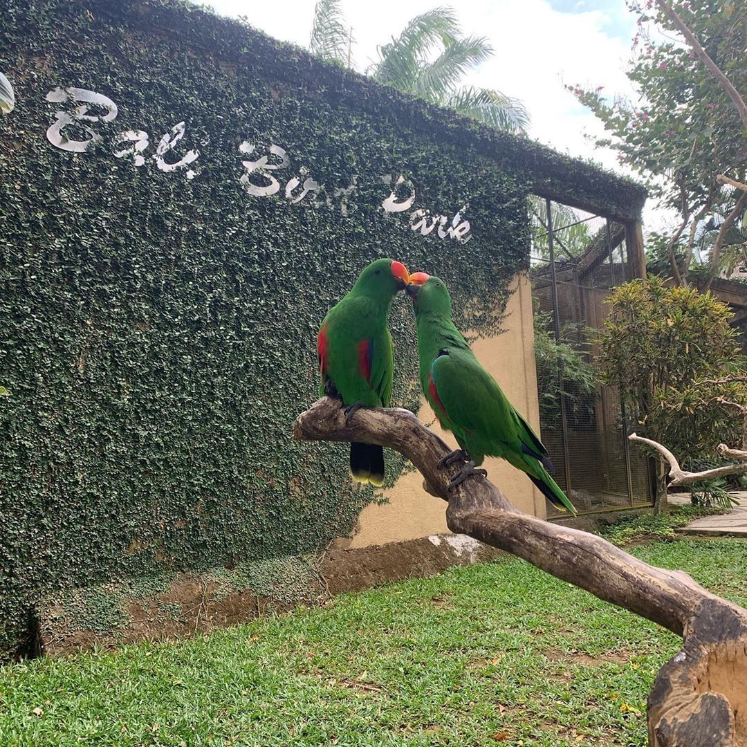 Mengenal Bali Bird Park, Letak dan Lokasi, Harga Tiket Masuk, Fasilitas Yang Ada, South America dan South Africa, Burung di Sumatra dan Borneo, Burung di Papua dan Jawa, Eksotisme Burung di Bali, Bali Rainforest dan Basic Instict, Pertunjukkan Avian 4D Theatre dan Komodo Experience, Guyu-Guyu Corner dan Papua Rainforest Feeding, Lory Feeding, Meet The Big Stars dan Pelican Feeding