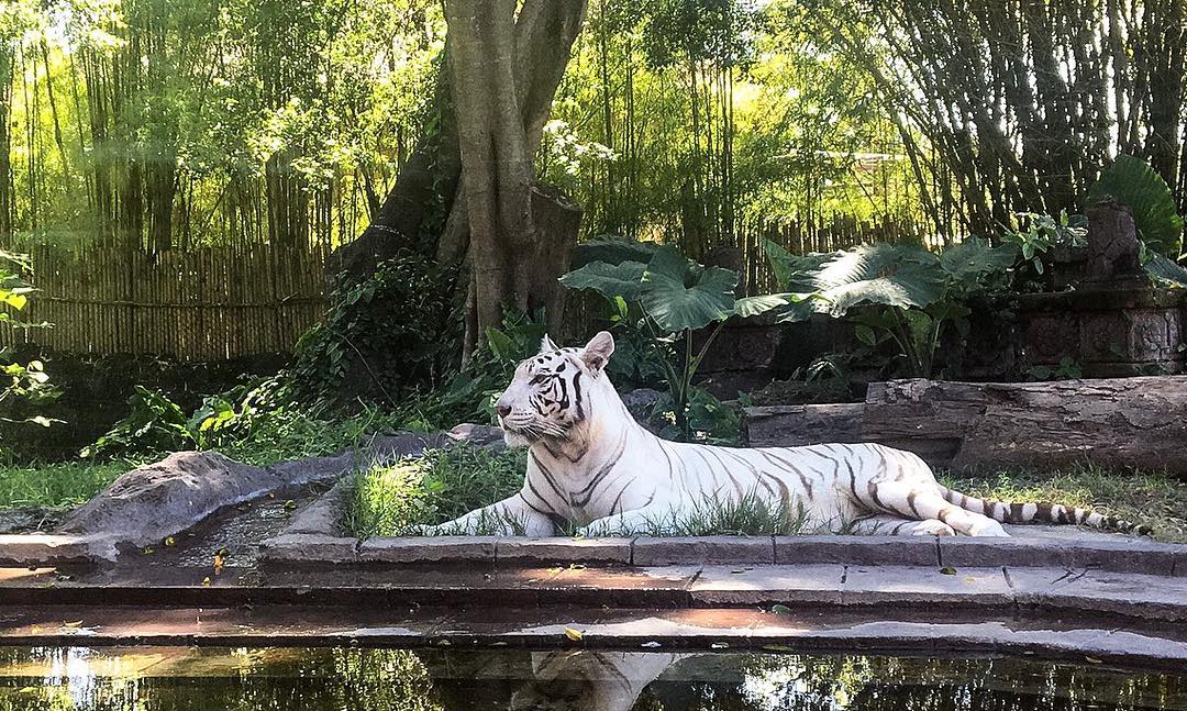 Mengenal Obyek, Keunikan Lokasi, Rute Menuju Lokasi, Menikmati Safari Journey, Bermain Air, Bermain di Area Fun Zone, Tsavo Lion Restaurant, Berkeliling Dengan Gajah, Berbagai Pertunjukkan, Fasilitas Yang Ada, Tips Liburan