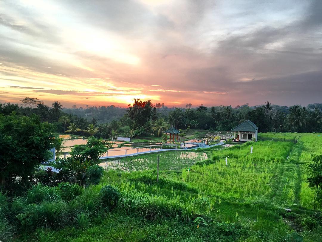 Rute Menuju Lokasi , Menu Makanan , Organic Cafe Lain, Cabang Lain, Review Tripadvisor, Penginapan Terdekat, Cerita Unik 