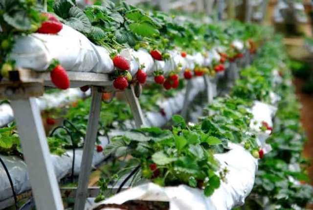 22. Kebun Strawberry Karanganyar, 23. Benteng Vastenburg Fort, 24. Ngarsopuro Night Market Solo, 25. Keraton Surakarta, 26. Kebun Binatang Taru Jurug,  27. Waduk Gajah Mungkur, 28. Pura Mangkunegaran, 29. Vihara Dharma Sundara, 30. Cagar Budaya Prasasti Plumpungan