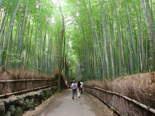 Keindahan Taman, Lokasi Taman , Harga Tiket Masuk , Buka Jam Berapa, Taman Bambu di Indonesia
