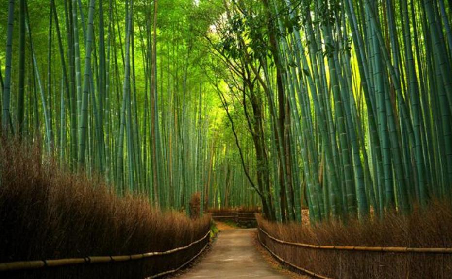 Keindahan Taman, Lokasi Taman , Harga Tiket Masuk , Buka Jam Berapa, Taman Bambu di Indonesia