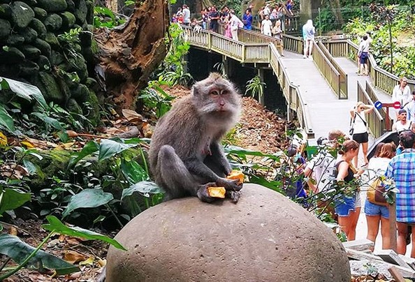 Lokasi Wisata, Rute Jalan, Keistimewaan Mandala Wisata Wenara Wana, Etika Berkunjung, Tiket Masuk Pengunjung, Fasilitas yang Tersedia, Tips Saat Berkunjung, Obyek Wisata Sejenis