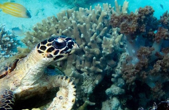 Lokasi Dimana, Sejarah Singkat, Flora dan Fauna, Fasilitas Yang Ada, Destinasi Menarik, Harga Tiket Masuk, Rute Menuju Lokasi