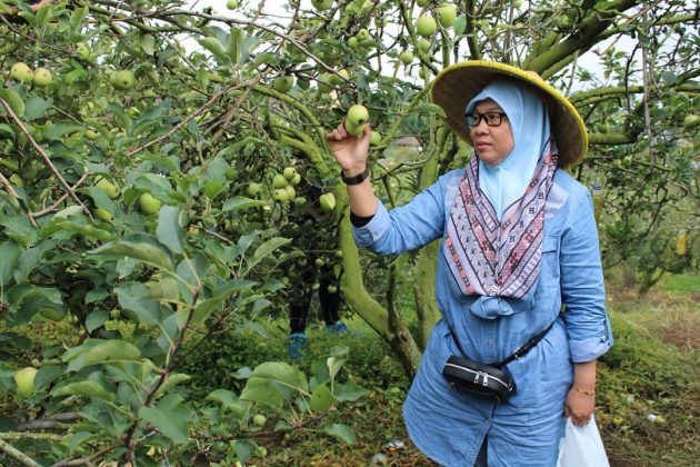 Wisata Petik Apel, Keindahan Potensi, Jalan Menuju Lokasi, Buka Jam Berapa, Harga Tiket Masuk