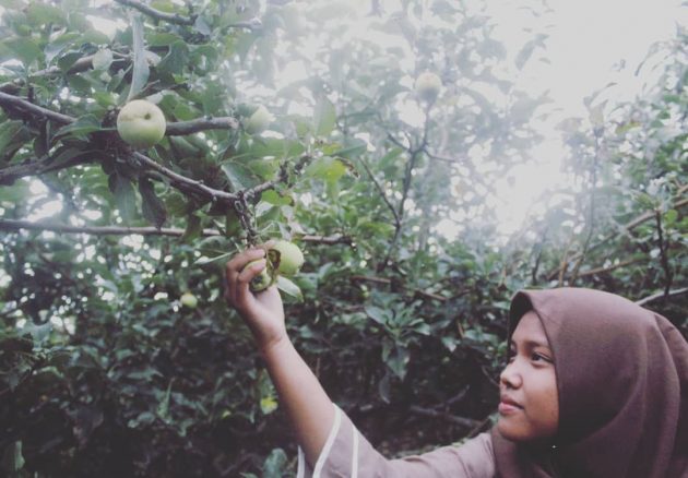 Wisata Petik Apel, Keindahan Potensi, Jalan Menuju Lokasi, Buka Jam Berapa, Harga Tiket Masuk