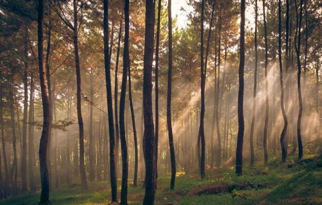 Mengenal Gunung Pancar, Suhu dan Vegetasi, Cerita Misteri, Harga Tiket Masuk, Aktifitas, Hotel Atau Penginapan, Rute Ke Lokasi Naik Motor, Tips Berlibur