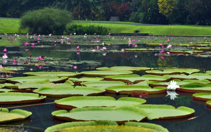 Harga Tiket Masuk, Monumen Lady Raffles dan Danau Gunting, Prasasti Reinwardt dan Halaman Belakang Istana, Patung Tangan Tuhan, Patung The Little Mermaid, Pemakaman Belanda Kuno, Taman Tugu Teijsman, Laboratorium Treub dan Wisma Tamu Nusa Indah, Museum Zoologi, Taman Meksiko, Jembatan Pemutus Cinta, Sisi Menarik Jalan Kenari II, Taman Astrid, Keunikan Jalan Astrid dan Bunga Tasbih, Indahnya Rumah Anggrek, Taman Soedjana Kassan, Makam Mbah Jepra, Mitos di Kebun Raya