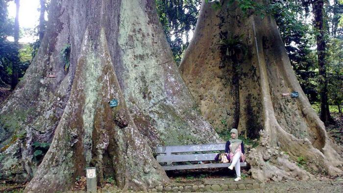 Harga Tiket Masuk, Monumen Lady Raffles dan Danau Gunting, Prasasti Reinwardt dan Halaman Belakang Istana, Patung Tangan Tuhan, Patung The Little Mermaid, Pemakaman Belanda Kuno, Taman Tugu Teijsman, Laboratorium Treub dan Wisma Tamu Nusa Indah, Museum Zoologi, Taman Meksiko, Jembatan Pemutus Cinta, Sisi Menarik Jalan Kenari II, Taman Astrid, Keunikan Jalan Astrid dan Bunga Tasbih, Indahnya Rumah Anggrek, Taman Soedjana Kassan, Makam Mbah Jepra, Mitos di Kebun Raya