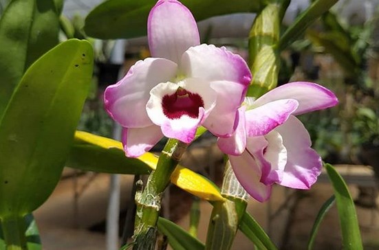 Daya Tarik Orchid Forest Cikole, Menyusuri Sky Bridge, Spot Foto yang Indah, Arena Outbound Seru, Serunya Menginap di Camping Ground Orchid Forest Cikole, Konsultasi tentang Anggrek dengan Pakarnya, Fasilitas di Orchid Forest Cikole, Rute Menuju ke Lokasi
