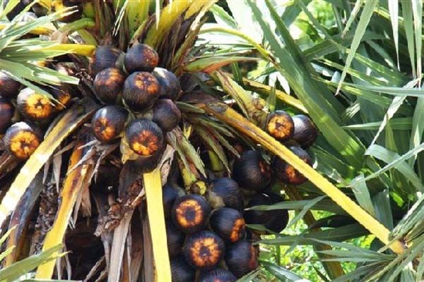 1. Rengginang, 2. Petis Madura, 3. Teri Krispi, 4. Kerupuk Ikan, 5. Terasi Madura, 6. Batik Sumenep, 8. Macho, 9. Buah Siwalan, 10. Sewel