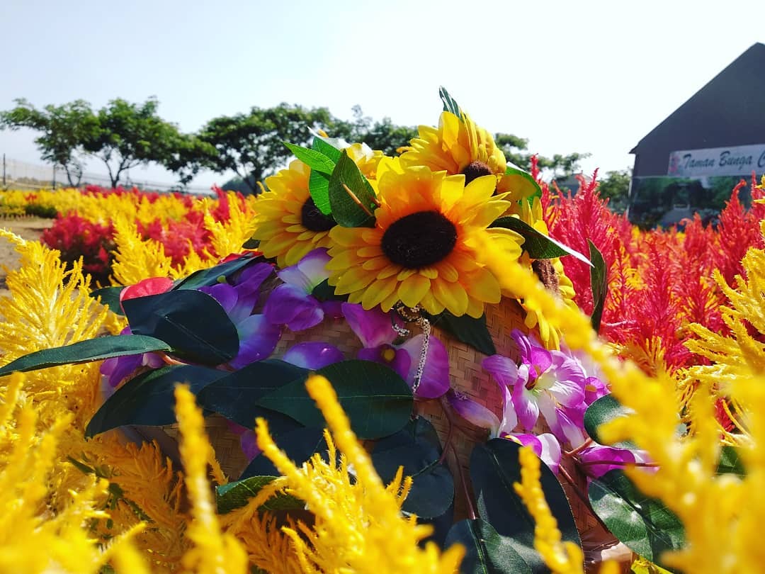 Harga Tiket Masuk, Jalan Menuju Lokasi, Fasilitas, Spot Foto Instagramable, Rencana Pembangunan