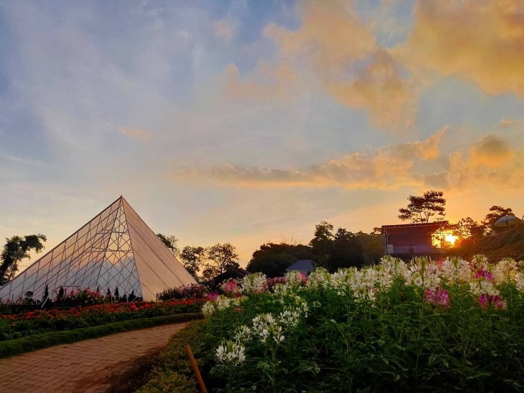 Harga Tiket Masuk, Jalan Menuju Lokasi, Fasilitas, Spot Foto Instagramable, Pesona Taman Bunga Celosia