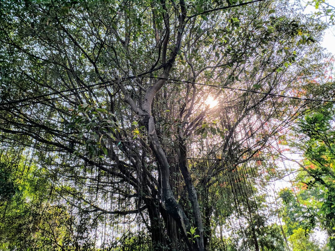 Harga Tiket Masuk, Jalan Menuju Lokasi, Fasilitas, Tentang Taman Flora, Pesona Taman Flora