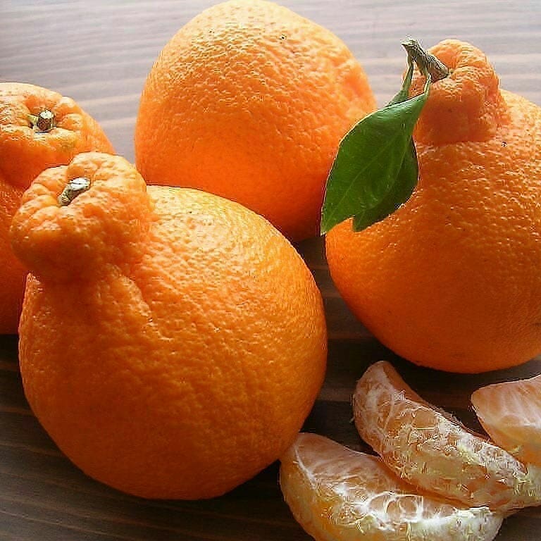 1. Melon Yubari King, 2. Semangka Densuke, 3. Anggur Ruby Roman, 4. Mangga ‘Taiyo no Tamago’, 5. Nanas Cornwall, 6. Semangka Kotak, 7. Stroberi “Sembikiya Queen”, 8. Jeruk Dekopon, 9. Apel ‘Sekai Ichi’, 10. Pir Berbentuk Patung Buddha