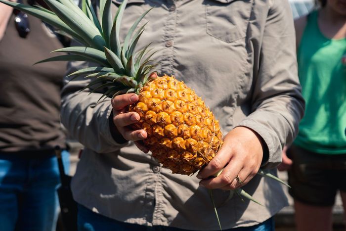 1. Melon Yubari King, 2. Semangka Densuke, 3. Anggur Ruby Roman, 4. Mangga ‘Taiyo no Tamago’, 5. Nanas Cornwall, 6. Semangka Kotak, 7. Stroberi “Sembikiya Queen”, 8. Jeruk Dekopon, 9. Apel ‘Sekai Ichi’, 10. Pir Berbentuk Patung Buddha