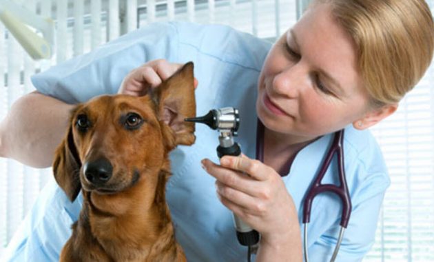 1. Satwagia Pet Care Bogor, 2. Dokter Hewan Magda Rumawas, 3. Klinik Hewan IPB Taman Kencana, 4. DNA Animal Clinic, 5. Myma Pet House , 6. Vetopet 1 Animal Clinic, 7. Stella Pet Clinic, 8. Maxim Pet Care, 9. Bogor Veterinary Practice, 10. ArClinic Pet Care