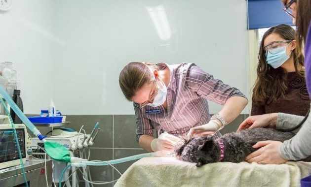 1. Praktek drh. Kamal Riza, SS, 2. Praktek drh. Ni Luh Ariani, 3. Klinik Hewan Sayang Binatang, 4. Gatsu Veterinary Surgery, 5. Praktek drh. I Made Budiana, 6. Praktek drh. Ari Sapto Nugroho, 7. Klinik Hewan DR. Dharma, 8. Klinik Hewan Kalimutu, 9. PDHB drh. Eka Aryana, 10. Estimo Pet House &amp; Clinic