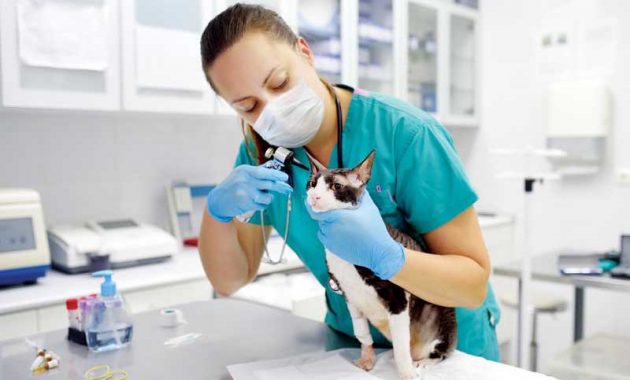1. Praktek Dokter Hewan Eldora &amp; Petshop, 2. drh. Wesi Prayudha SS, 3. Praktek drh. Dewi Naike Nainggolan M,Si, 4. Praktik Dokter Hewan Sekip, 5. Praktek drh. Samsul, 6. Praktek drh. Nova Andryadi, 7. Cita Vet, 8. Dal’S Pet, 9. Praktek drh. Neneng Liyanah, 10. SR Vet Clinic &amp; Petshop