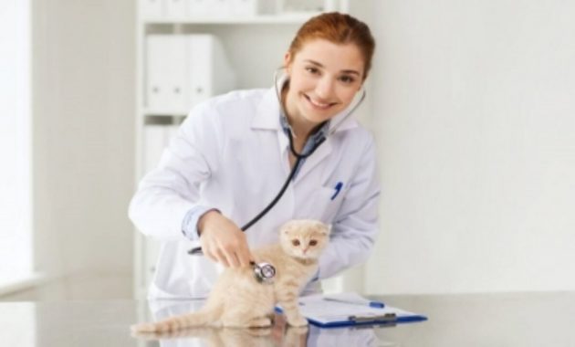 1. Zech Vet Care, 2. Gatri Vet, 3. Antari Pet Care, 4. Happy Pet Clinic, 5. Praktek Dokter Hewan Andalas, 6. Sahabat Satwa, 7. Praktek drh. Hanif, 8. Paw’s Vet Padang, 9. Faza Vet , 10. Praktek drh. Isra Hadi
