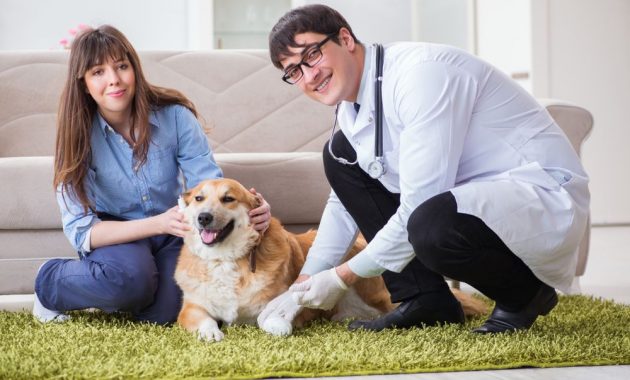 1. Chi Green Vet Animal Clinic &amp; Pet Shop, 2. SmileVet Praktek Dokter Hewan dan Petshop, 3. Gading Vetz, 4. Klinik EmYe, 5. Praktek drh. Anthonius S, 6. Jakarta Vet Kelapa Gading, 7. SJP + Vet, 8. PetMed – Peterinary Medical Centre, 9. Praktek drh. Algazali, 10. Praktek drh. Tatang Cahyono