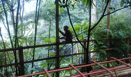 monyet, Akses Jalan, Area Tahura, Goa Jepang dan Goa Belanda, Penangkaran Rusa, Menuju Curug Omas Maribaya