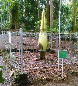 bunga bangkai, Akses Jalan, Area Tahura, Goa Jepang dan Goa Belanda, Penangkaran Rusa, Menuju Curug Omas Maribaya