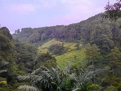 pemandangan, Akses Jalan, Area Tahura, Goa Jepang dan Goa Belanda, Penangkaran Rusa, Menuju Curug Omas Maribaya