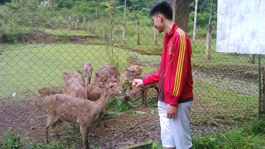 penangkaran rusa, Akses Jalan, Area Tahura, Goa Jepang dan Goa Belanda, Penangkaran Rusa, Menuju Curug Omas Maribaya