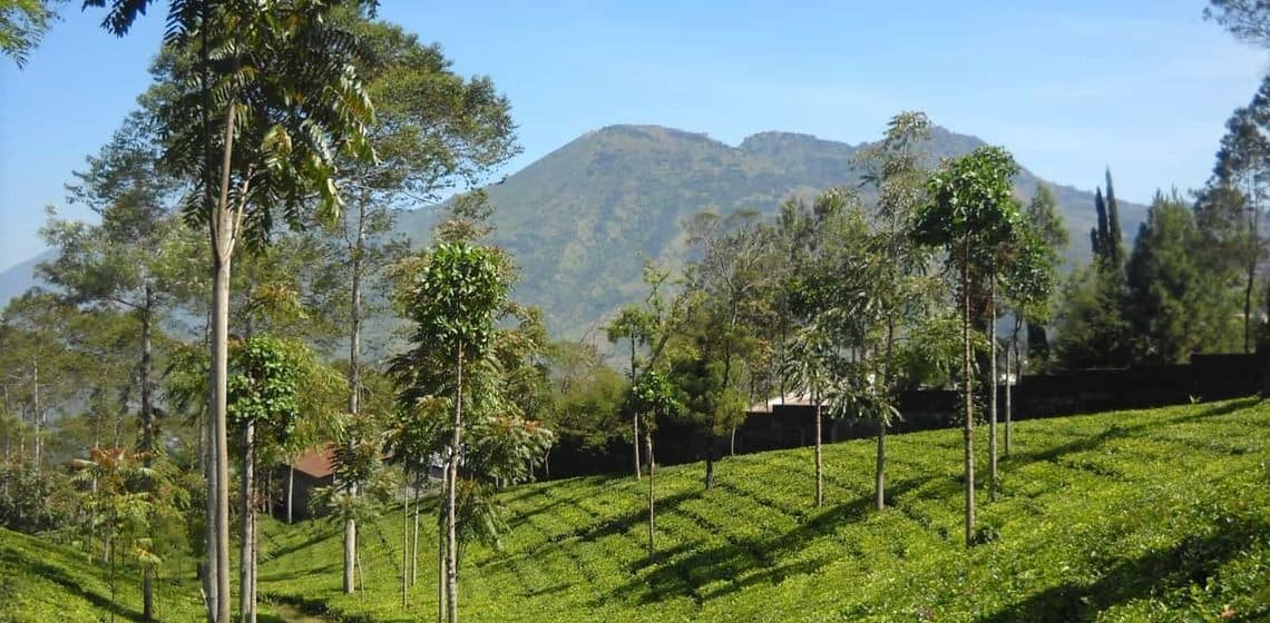 Kebun Teh Tambi, 1. Kawah Dieng, 2. Telaga Warna, 3. Telaga Merdada, 4. Air Terjun Sikarim, 5. Kebun Teh Tambi, 6. Waduk Wadaslintang, 7. Arung Jeram Serayu, 8. Candi Dieng, 9. Sumur Jalatunda, 10. Bukit Sikunir, 11. Pemandian Air Hangat Kalianget, 12. Curug Winong, 13. Telaga Cebong, 14. Lubang Sewu, 15. Kebun Teh dan Kolam Renang Tanjungsari