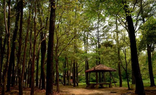 Hutan Wisata Punti Kayu, 1. Jembatan Ampera, 2. Sungai Musi, 3. Bukit Siguntang, 4. Pulau Kemaro, 5. Benteng Kuto Besak, 6. Air Terjun Lematang Indah, 7. Air Terjun Curup Maung, 8. Danau Ranau, 9. Hutan Wisata Punti Kayu, 10. Masjid Cheng Ho, 11. Gunung Dempo, 12. Museum Sultan Mahmud Badaruddin II, 13. Air Terjun Bidadari Lahat, 14. OPI Water Fun, 15. Kambang Iwak Family Park