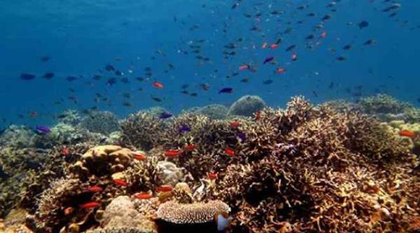 Taman Laut Olele, 1. Bukit Layang Gorontalo, 2. Pantai Bolihutuo, 3. Taman Laut Olele, 4. Pulau Diyonumo, 5. Wisata Bahari Hiu Paus, 6. Pulau Cinta, 7. Pulau Bitila, 8. Pantai Tenilo, 9. Benteng Otanaha, 10. Air Terjun Didingga