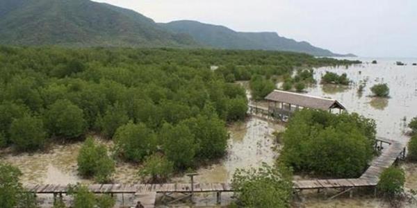 mangrove karimunjawa, 1. Pilih Transportasi Termurah dari Tempat Anda, 2. Hindari Pergi Saat Musim Hujan, 3. Usahakan untuk Tidak Menjadi Solo Backpacker, 4. Pilih Homestay Sebagai Tempat Menginap, 5. Mencari Makanan yang Murah, 6. Bawa Uang Tunai Secukupnya, 7. Wajib Snorkeling di Karimunjawa, 8. Jangan Lewatkan Sunset di Pantai Ujung Gelam, 9. Trekking Santai di Hutan Mangrove, 10. Bawa Perlengkapan Pribadi