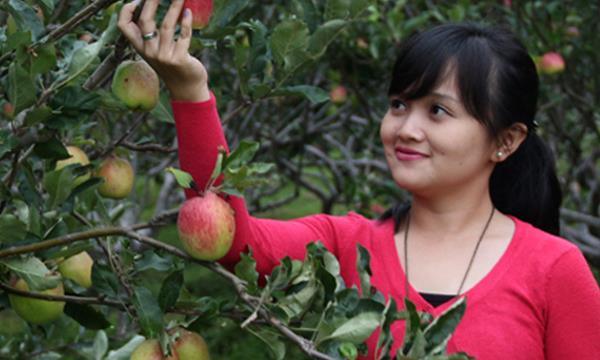 petik apel, 1. Perjalanan Ke Malang, 2. Pilih Penginapan Dekat Tempat Wisata, 3. Transportasi Saat Di Malang, 4. Menikmati Wisata Petik Apel, 5. Kunjungi Objek Wisata Populer, 6. Sempatkan untuk Wisata Gratis dan Menyenangkan, 7. Cicipi Kuliner Khas Malang, 8. Belanja Oleh-Oleh Murah, 9. Bawa Baju Hangat
