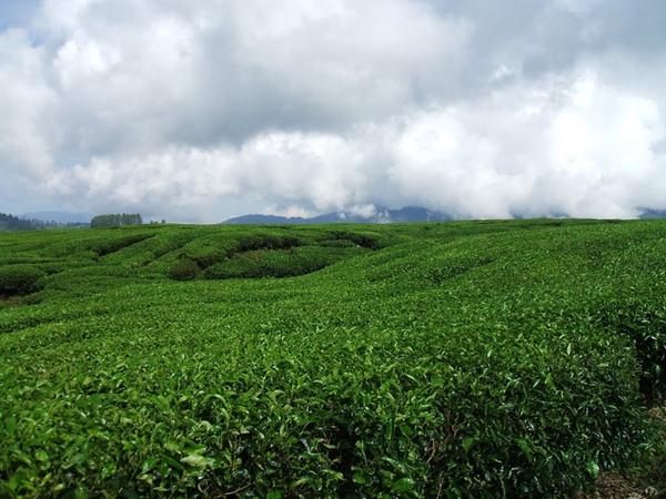 Kebun Teh Kayu Aro, 1. Gunung Kerinci, 2. Candi Muaro Jambi, 3. Air Terjun Sigerincing, 4. Taman Mini dan Taman Rimba Jambi, 5. Danau Sipin, 6. Istana Sultan Thaha Syaifuddin, 7. Kebun Teh Kayu Aro, 8. Monas Jambi, 9. Taman Anggrek Sri Soedewi, 10. Kolam Renang Tepian Rajo, 11. Jambi Paradise, 12. Tanggo Rajo, 13. Jembatan Gentala Arasy, 14. Kampoeng Radja, 15. Masjid Agung Al-Falah