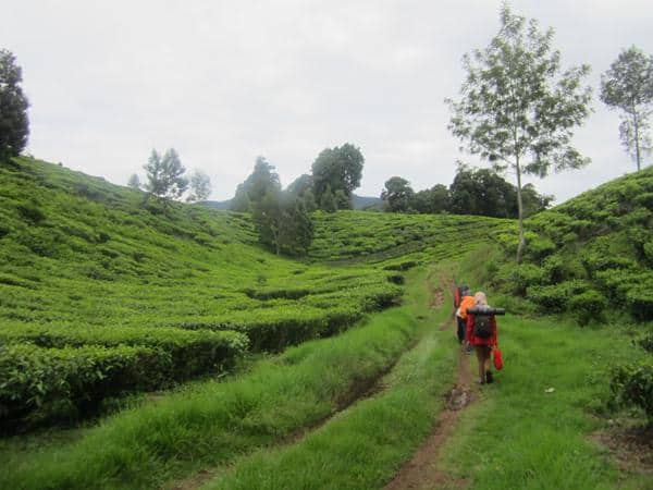 Kebun Teh Tegal, 1. Guciku Hot Waterboom, 2. Rita Park, 3. Pantai Purwahamba, 4. Pantai Alam Indah, 5. Curug Cantel Bumijawa, 6. Waduk Cacaban, 7. Pemandian Air Panas Guci, 8. Kebun Teh Tegal, 9. Gerbang Mas Bahari Waterpark, 10. Curug Kembar Tegal