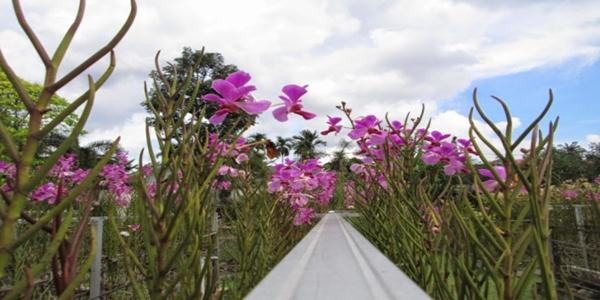 Taman Anggrek Sri Soedewi, 1. Gunung Kerinci, 2. Candi Muaro Jambi, 3. Air Terjun Sigerincing, 4. Taman Mini dan Taman Rimba Jambi, 5. Danau Sipin, 6. Istana Sultan Thaha Syaifuddin, 7. Kebun Teh Kayu Aro, 8. Monas Jambi, 9. Taman Anggrek Sri Soedewi, 10. Kolam Renang Tepian Rajo, 11. Jambi Paradise, 12. Tanggo Rajo, 13. Jembatan Gentala Arasy, 14. Kampoeng Radja, 15. Masjid Agung Al-Falah