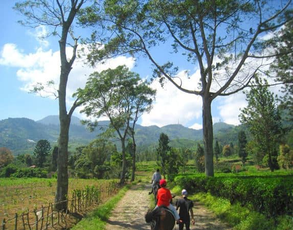 Agrowisata Gunung Mas, 1. Danau Situ Gede, 2. Kebun Raya Bogor, 3. Telaga Warna, 4. Gunung Pancar, 5. Taman Riung Gunung, 6. Agrowisata Gunung Mas, 7. Pemandian Air Panas Tirta Sanita Ciseeng, 8. Sentul Paradise Park, 9. Kebun Raya Cibodas, 10. Curug Ngumpet, 11. Goa Agung Garunggang, 12. Curug Leuwi Lieuk, 13. Gunung Munara, 14. Curug Cibaliung, 15. Gunung Batu Jonggol