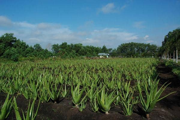 Aloe Vera Center Tempat Wisata Di Pontianak, 1. Pantai Kijing, 2. Aloe Vera Center, 3. Pantai Pasir Panjang, 4. Rumah Betang Radakng, 5. Keraton Kadriah, 6. Hutan Kota (Arboretum Sylva Untan), 7. Tugu Khatulistiwa, 8. Taman Alun Kapuas, 9. Paradise-Q Waterpark, 10. Sinka Island Park
