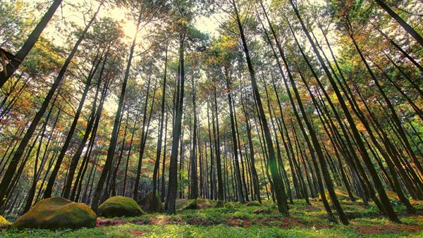 Gunung Pancar, 1. Danau Situ Gede, 2. Kebun Raya Bogor, 3. Telaga Warna, 4. Gunung Pancar, 5. Taman Riung Gunung, 6. Agrowisata Gunung Mas, 7. Pemandian Air Panas Tirta Sanita Ciseeng, 8. Sentul Paradise Park, 9. Kebun Raya Cibodas, 10. Curug Ngumpet, 11. Goa Agung Garunggang, 12. Curug Leuwi Lieuk, 13. Gunung Munara, 14. Curug Cibaliung, 15. Gunung Batu Jonggol