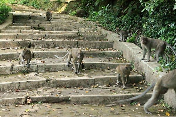 Hutan Plangon, 1. Taman Ade Irma Suryani Nasution, 2. Pantai Kejawanan, 3. Situ Sedong, 4. Keraton Kasepuhan, 5. Wanawisata Ciwaringin, 6. Desa Wisata Cikalahang, 7. Keraton Kanoman, 8. Taman Sari Gua Sunyaragi, 9. Wisata Banyu Panas Palimanan, 10. Kampung Batik Trusmi, 11. Danau Setu Patok, 12. Makam Sunan Gunung Jati, 13. Waterboom Siwalk, 14. Bukit Gronggong, 15. Hutan Plangon